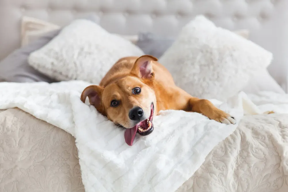 Dog rolling around in hotel bed
